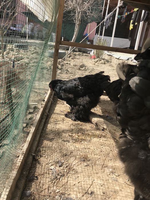 Brama tuximlariga zakaz olamiz xamma rangidan bor.