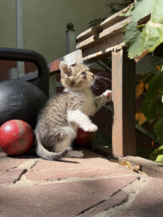 Отдам котенка найденыша