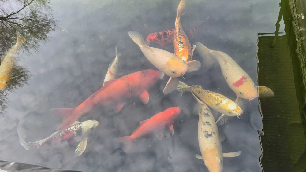 Продам - Карпы кои