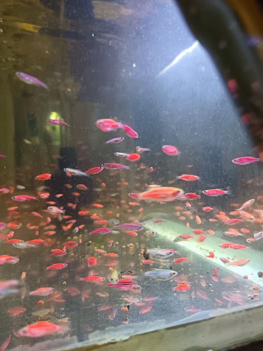 Данио сотилади оптом