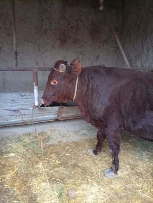 Buqa sotiladi narxni kelishamiz