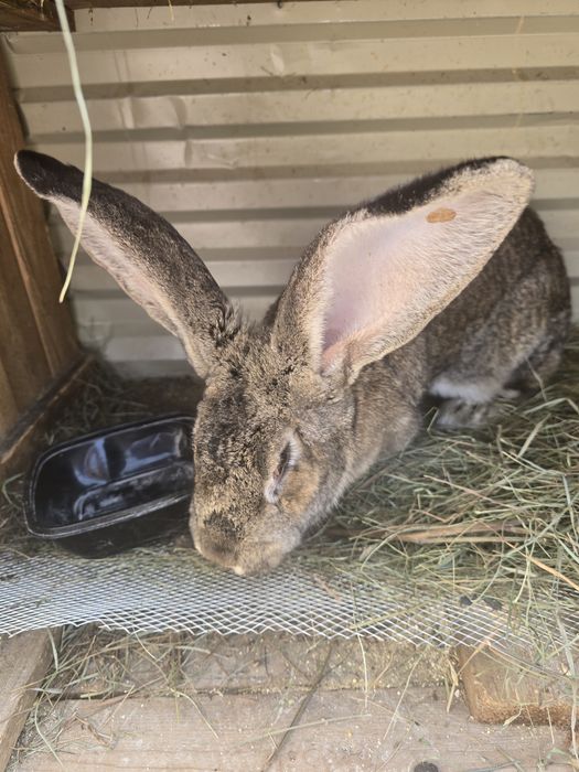 Продам кроликов крупные
