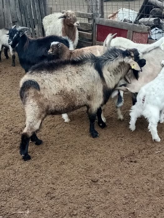 Продается Козёл Комолый.