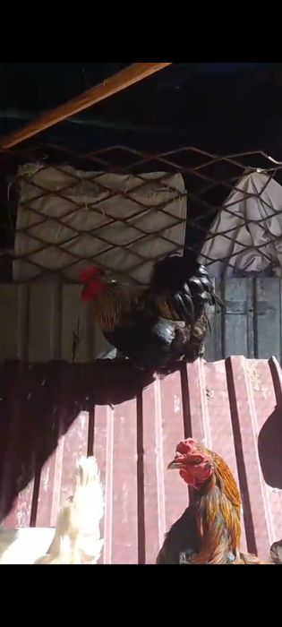 Петух голландский и султан