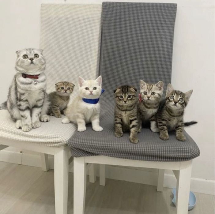 Шотландские малыши
