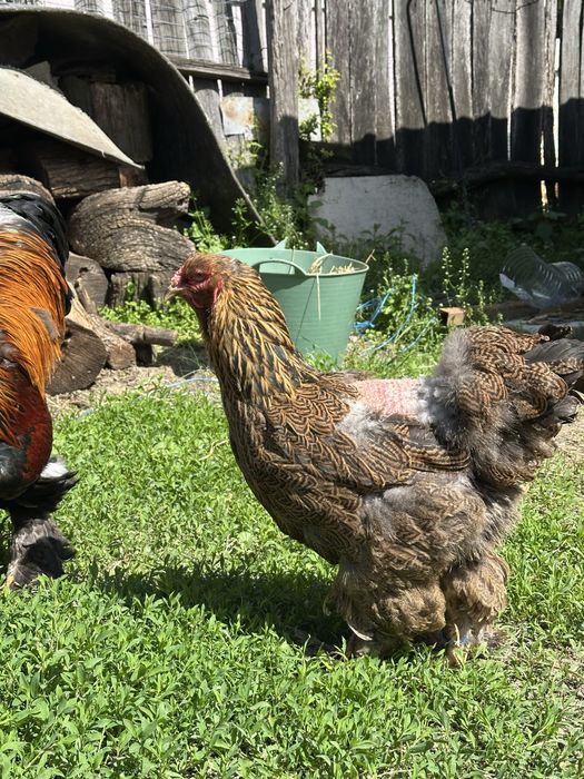 Disponibila pereche brahma potarnichiu