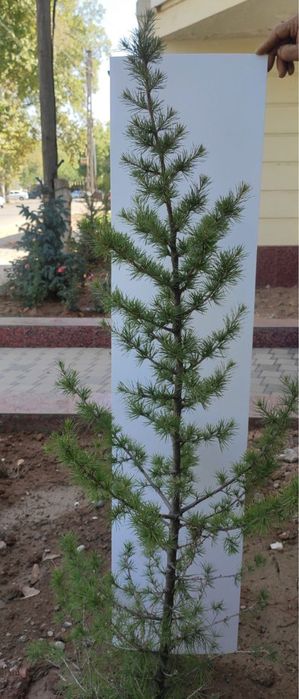 Кедр гималайский (Cedrus deodara)