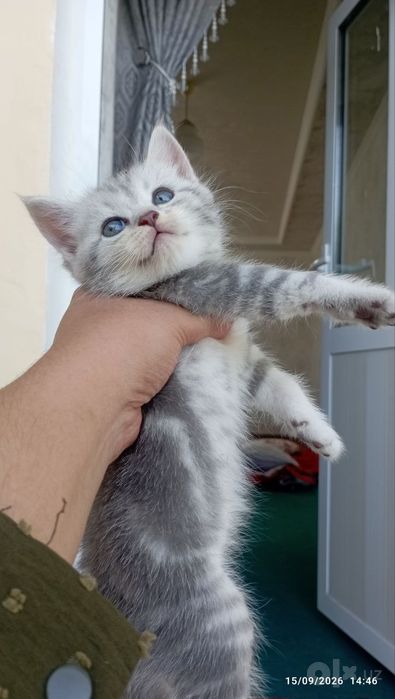 Skottish strayt mushukchalar sotiladi  1 yarim oylik