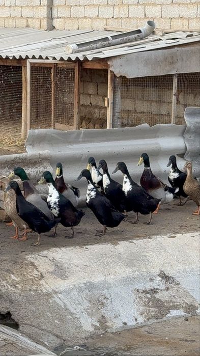 Бегунок урдак утки oʻrdak ўрдак сотилади