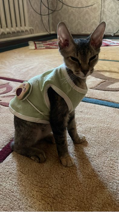 Котенок сфинкс породы бронь