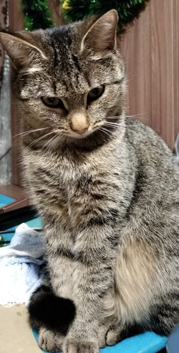 Отдам кошку в добрые руки