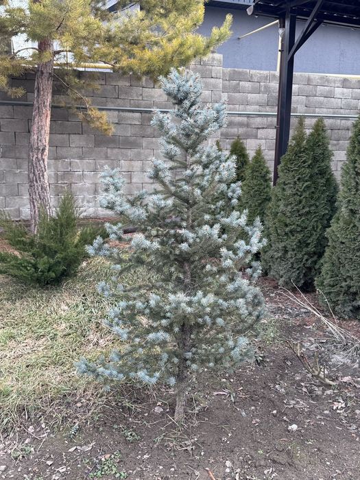 Продам туя  и Ёлки .