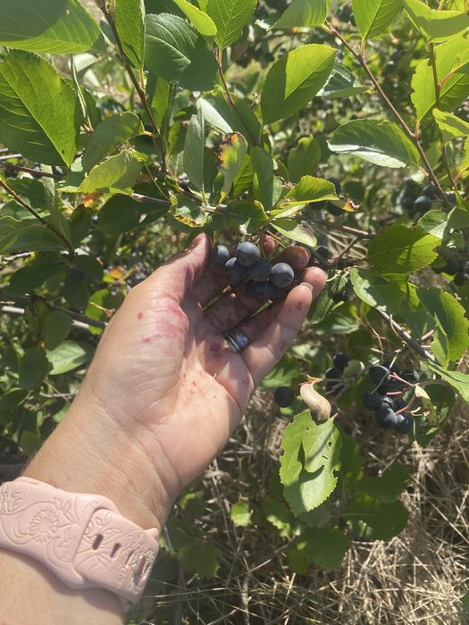 Aronia fruct sau suc