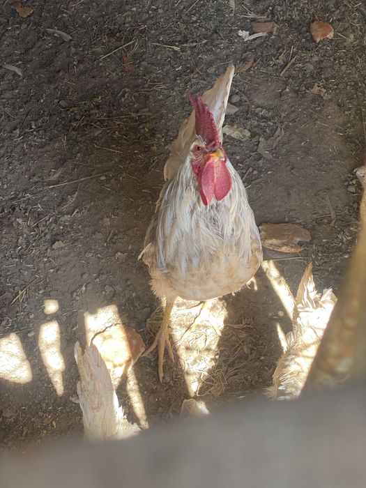 Xoroz 5ta bor kotta 6oyli