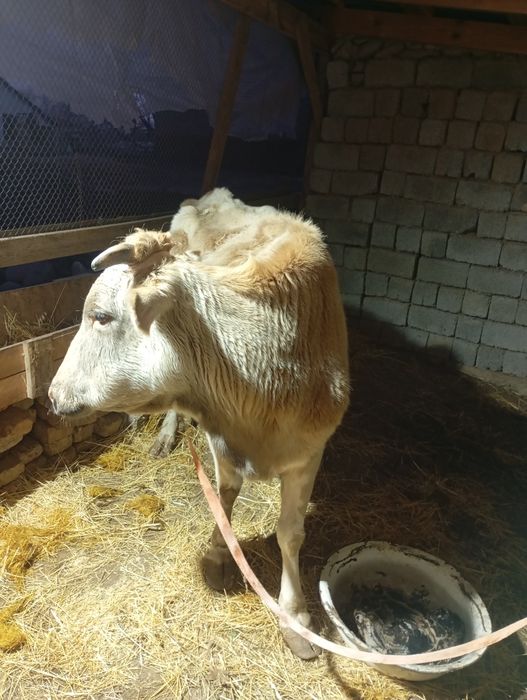 Сигир сотиладе бухоз