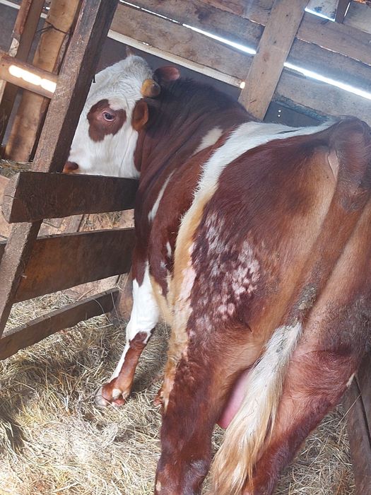 Продам быка 2 года