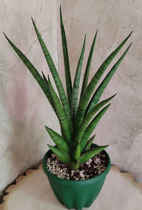 Сансивьерии разных сортов