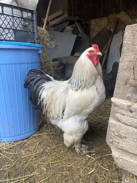 Қораз сатылады