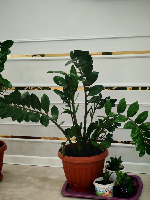 Домашние цветы продаётся, гүлдер сатылады.