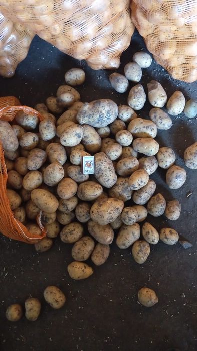 Продажа картофеля
