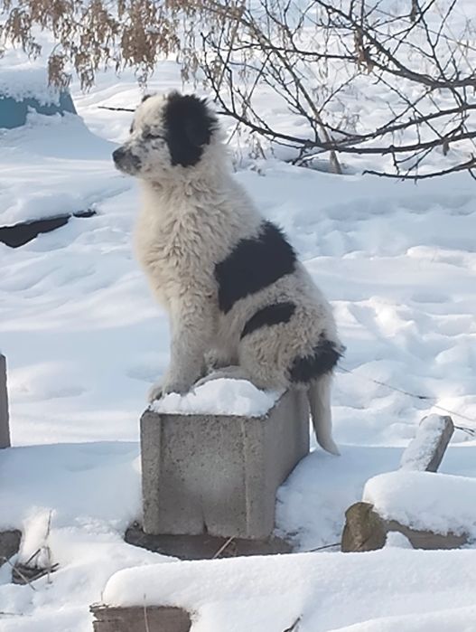 Щенки 3 месяца, 2 девочки