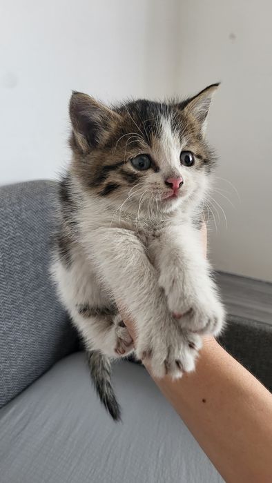 Отдам котят даром ! 3 котёнка