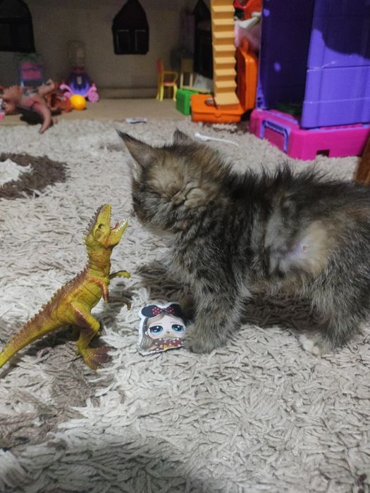 Срочно, отдам котенка