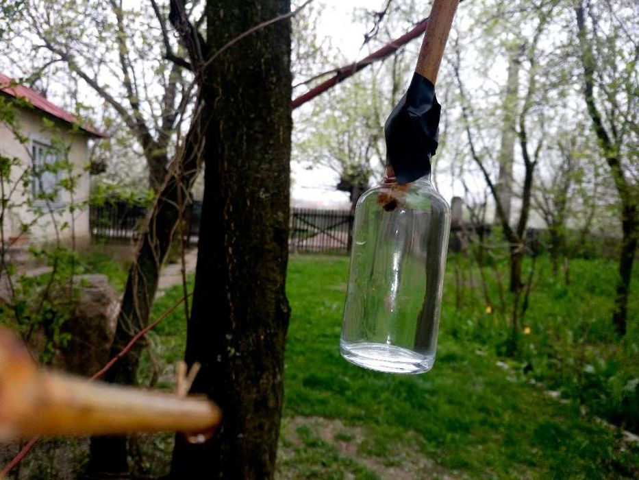 Lacrima vitei-de-vie / Seva vitei-de-vie