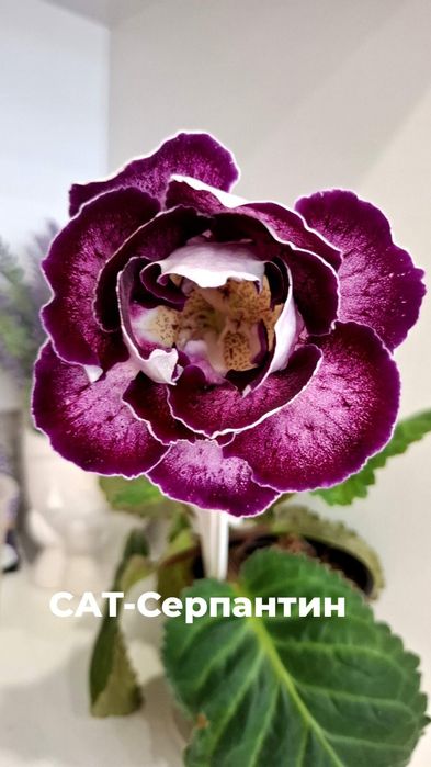 Глоксинии сортовые.Лист на срез