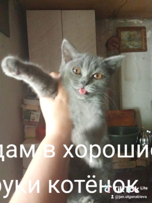 Отдам даром  в хорошие руки