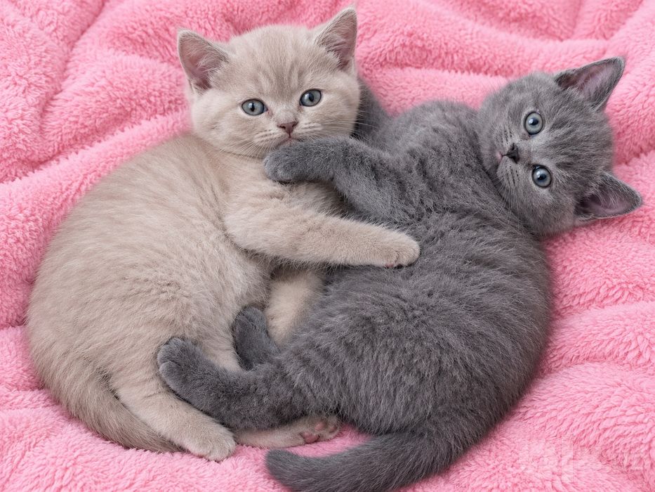 Продаются шотландские котята