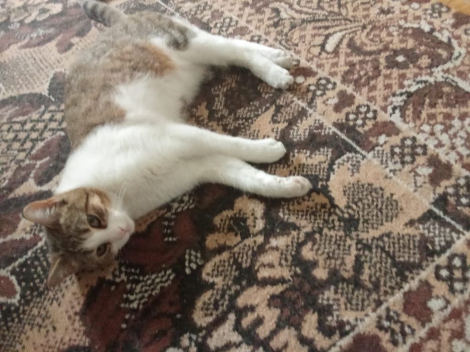 Отдадим котят в добрые руки