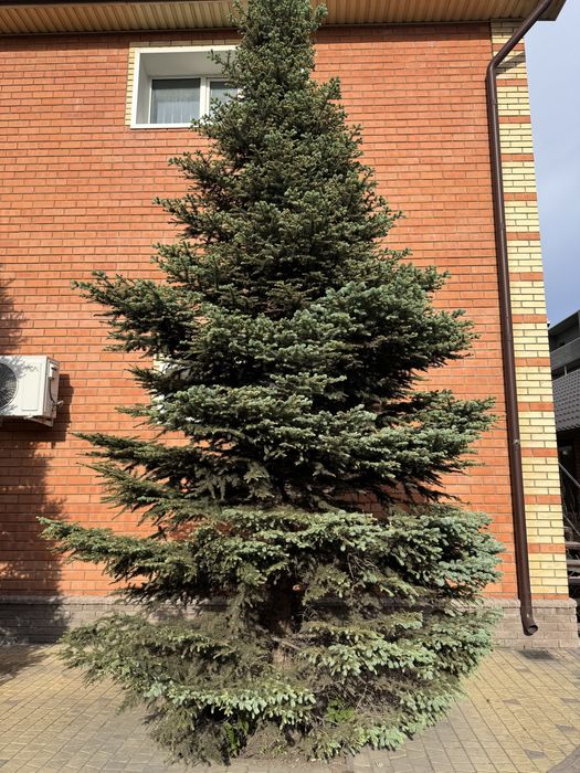 Продам зеленые и голубые зрелые ели