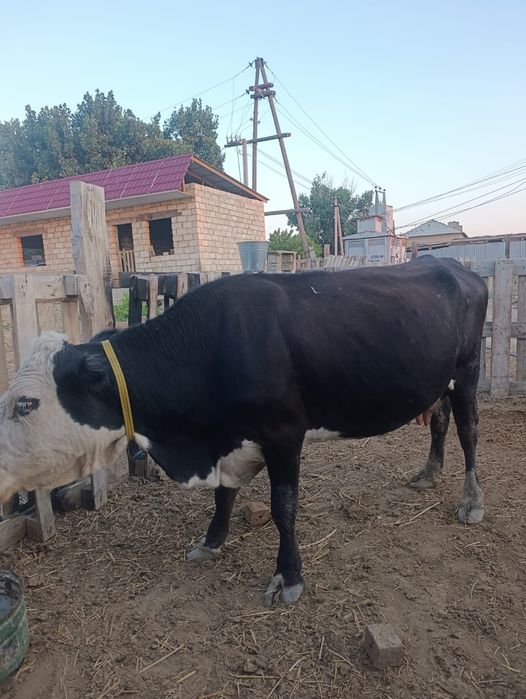 Бұзаулы сиырлар сатылады
