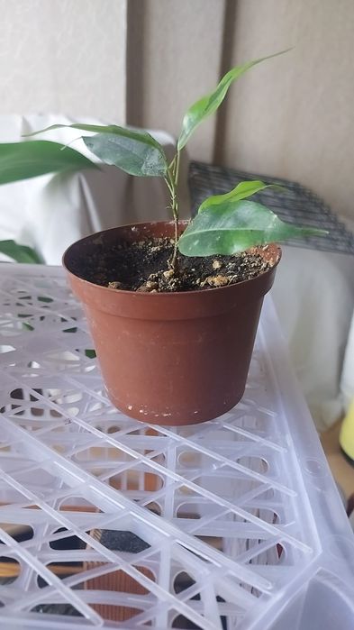 Продам фикус Бенджамина