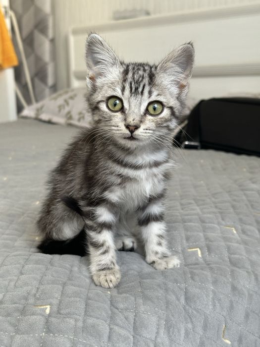 Котенок в хорошие руки