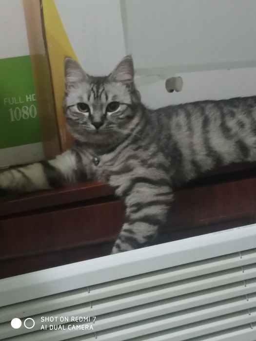 Mushuk sotiladi yozila