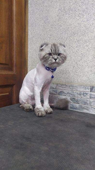 Стрижка собак и кошек.