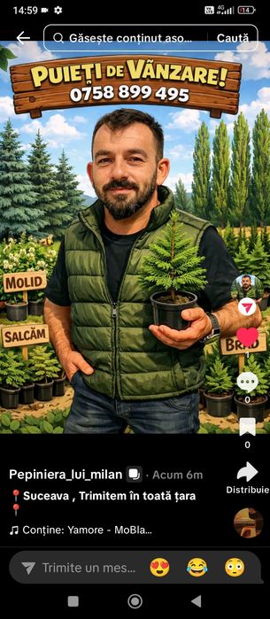 Avem oferta la puieți tratați salcâm mesteacăn fag pin brad molid pin