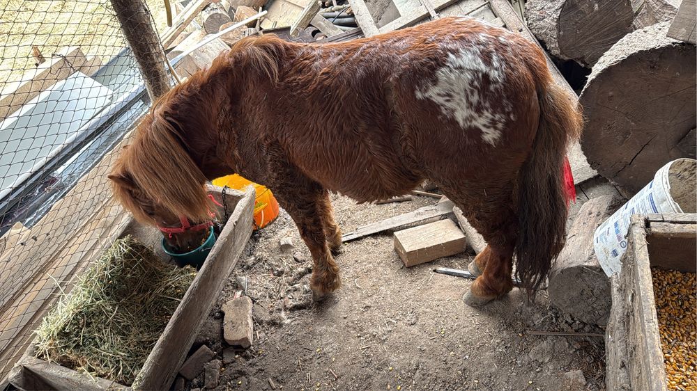 Ponei de 6 anii de vânzare