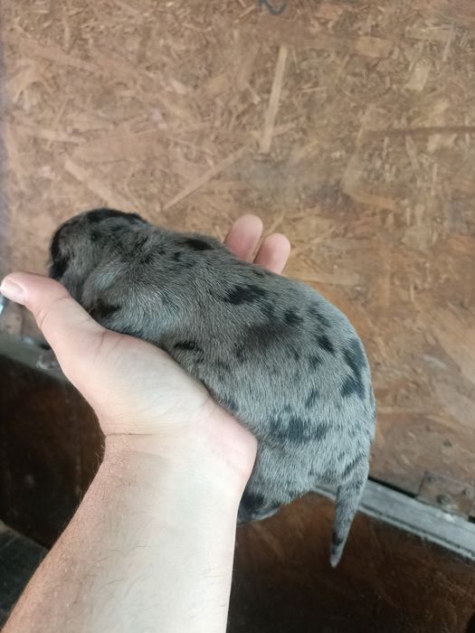 Teckel mini arlechin , tekel mini ochii albastrii , dashund