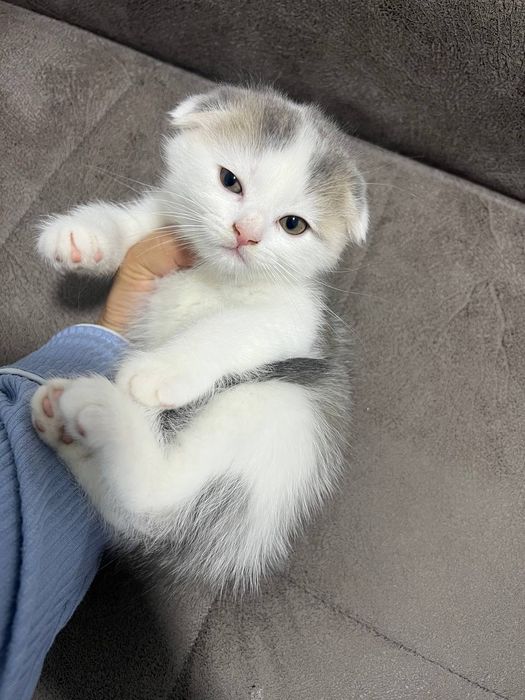 Продаётся котёнок скоттиш фолд