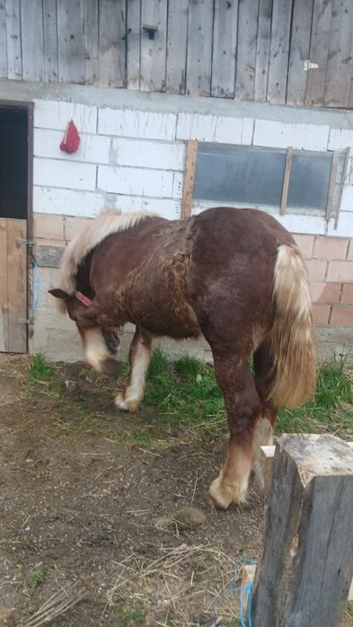 Mânz de vânzare pentru detalii la telefon dețin si pemamasa