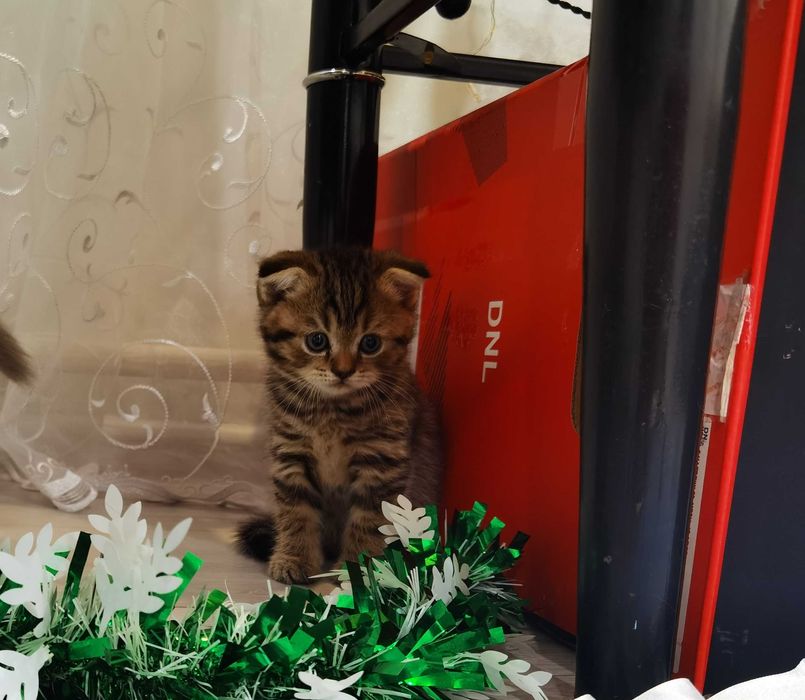 Продаются котята