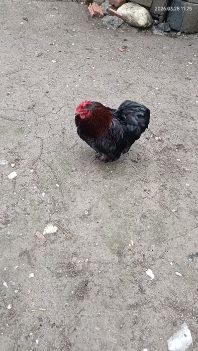 Vand cocos Phoenix și Cochin  pitic