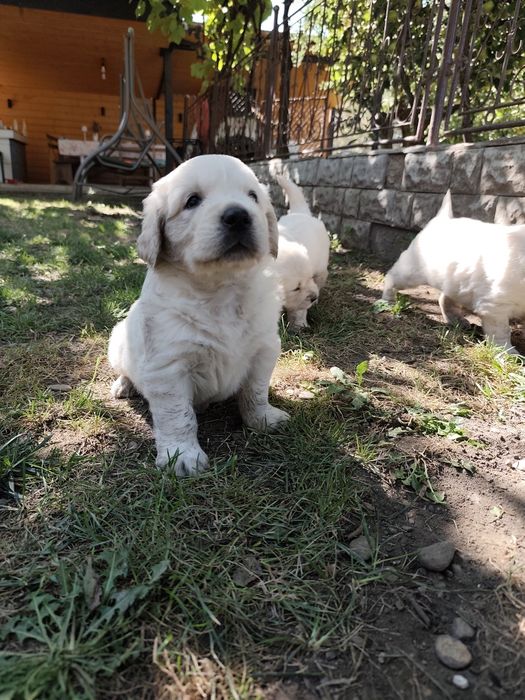 Disponibil pui femelă Golden Retriever