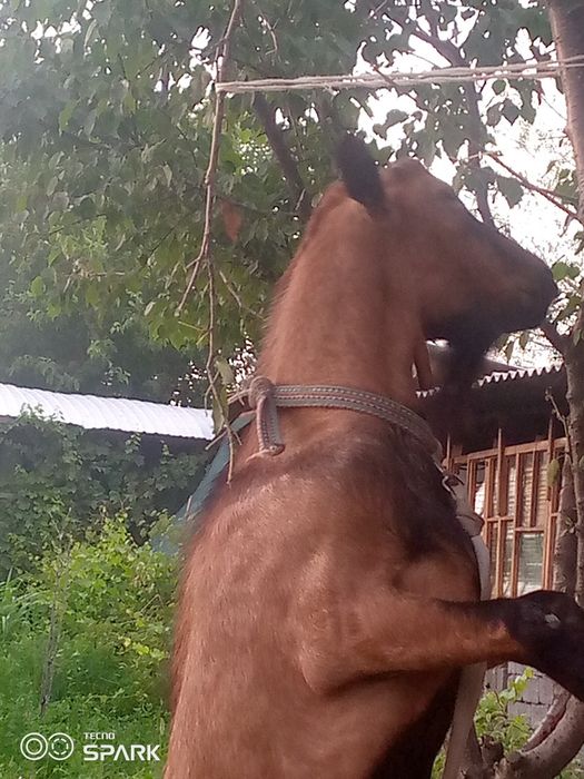 Зотли така сотилади