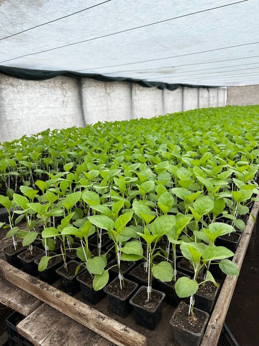 Rasaduri rosii pentru sere si solarii