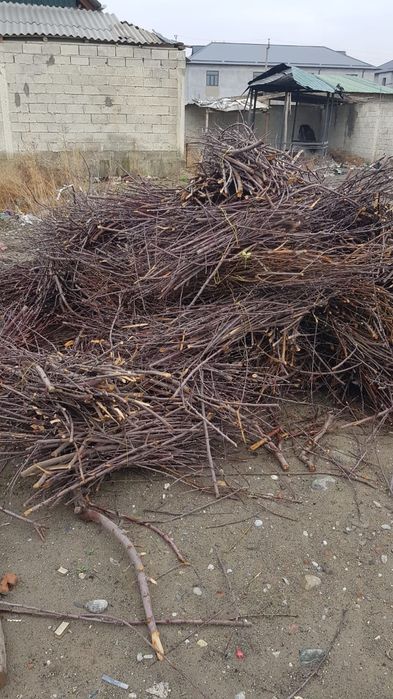 Срочно сотилади Утинлар бор урик ва шафтоли дарахтники видеосиям бор .