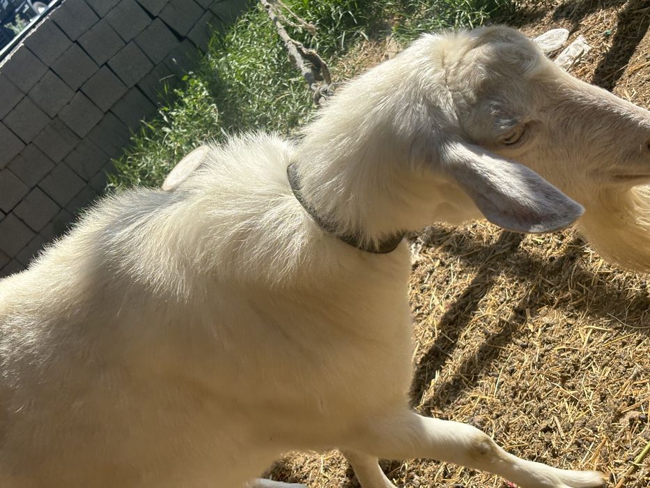 Ешкі сатам келісеміз